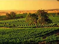 Barossa_Valley.jpg